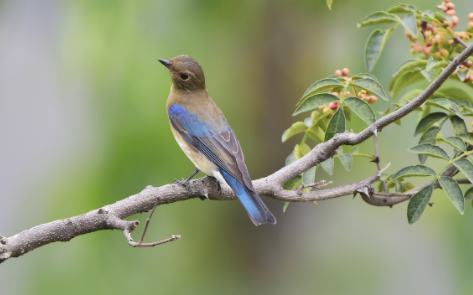 白腹蓝翁鸟好养吗？饲养方法奉上～