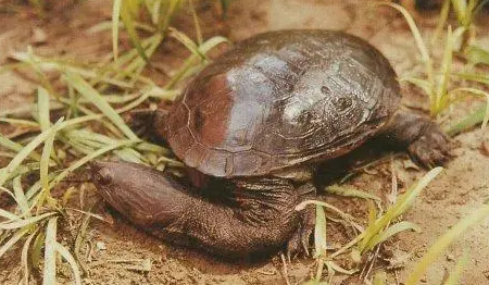 长颈龟价格多少?想养的来瞧瞧 长颈龟价格多少?想养的来瞧瞧