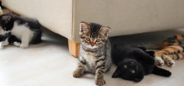 猫舍是干嘛的？猫舍和宠物店有什么区别？