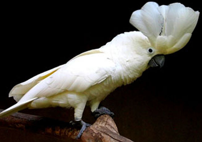 白凤头鹦鹉属于保护动物么？说了你别不信