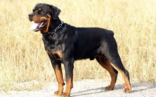 比特犬什么情况下咬人？铲屎官们一定要了解