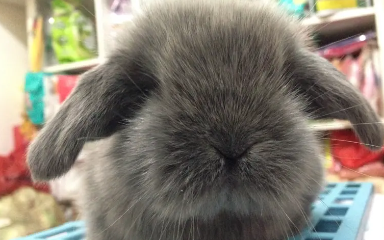 宾尼垂耳兔的寿命有多久，不清楚的来看看