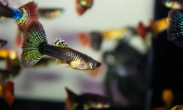 新手养孔雀鱼——鱼缸需要24小时全天打氧吗？什么时候需要增氧？