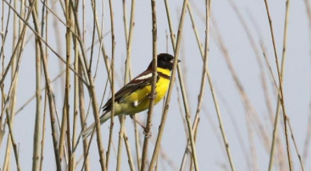 有人知道如何饲养黄色白斑翅雀吗？快来看看吧！