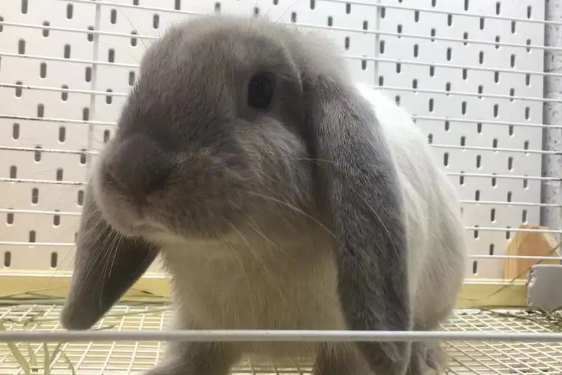 垂耳兔不吃东西的原因在这里，饲主要注意！