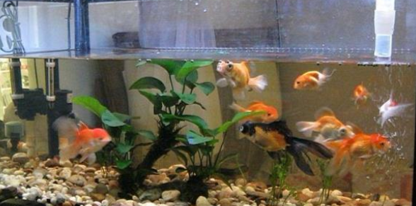 养殖观赏鱼，清理鱼缸，掌握这“2点”，水质更清澈