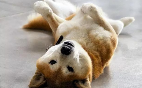 狗狗翻肚皮什么意思?看完你就知道了 狗狗翻肚皮什么意思?看完你就知道了