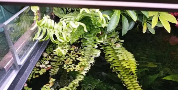 喜欢养鱼的人，在鱼缸上养这几种植物漂亮又实用！