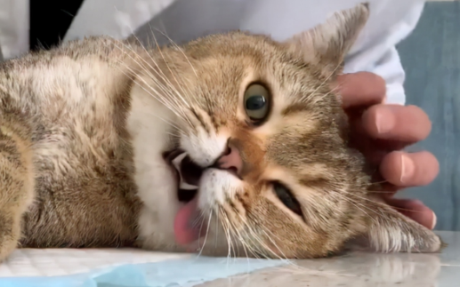 可不可以让猫生完再绝育？宠主必须知道！