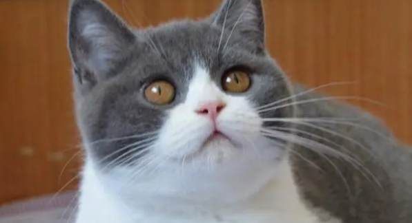 猫舍是什么，是用来干嘛的？