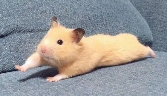 今日科普：仓鼠的寿命有多长?