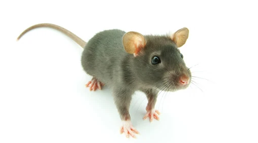 伪沼鼠吃什么?这份宠物食谱你一定要收下 伪沼鼠吃什么?这份宠物食谱你一定要收下