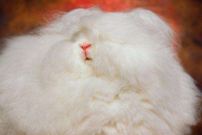 安哥拉巨型兔臭不臭？饲养前来了解一下