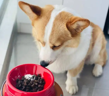 好吃又不贵的6款狗零食推荐!来看看吧 好吃又不贵的6款狗零食推荐!来看看吧