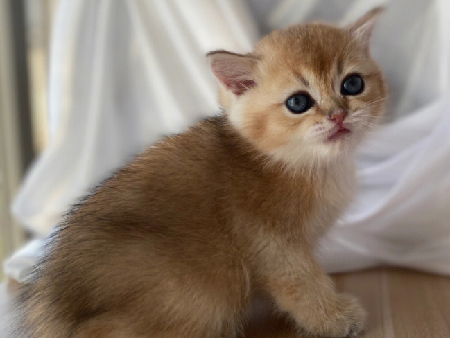 金渐层是怎么配出来的？来了解下吧