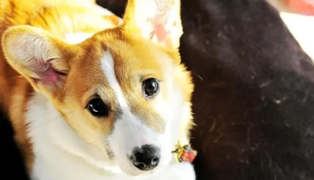 狗狗可以经常洗澡,但这些情况一定不要给它洗澡 狗狗可以经常洗澡,但这些情况一定不要给它洗澡