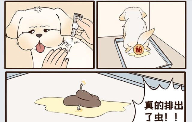宠物怎么驱虫之小狗驱虫，一篇看懂狗狗驱虫、宠物体外驱虫！