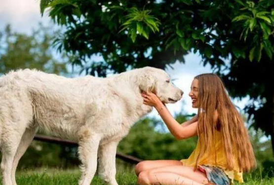 宠物最佳的营养品是“营养膏”，看完以下分析，你还这么认为吗