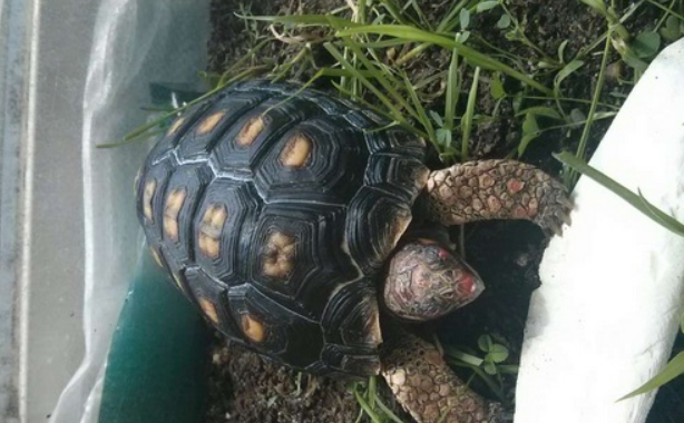 樱桃红腿陆龟吃什么饲料？想养的朋友来看看