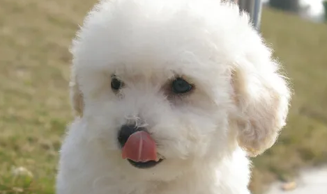 比熊寿命大概是多少年?铲屎官们点进来看看吧~ 比熊寿命大概是多少年?铲屎官们点进来看看吧~