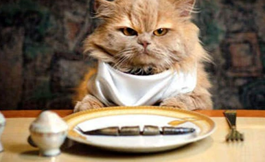 猫咪肠胃炎吃阿莫西林有用吗？猫咪肠胃炎怎么处理？