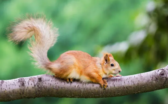 宠主科普：松鼠会游泳吗？