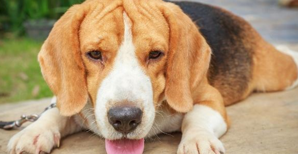 如何进行宠物托运？宠物托运需要多少钱？