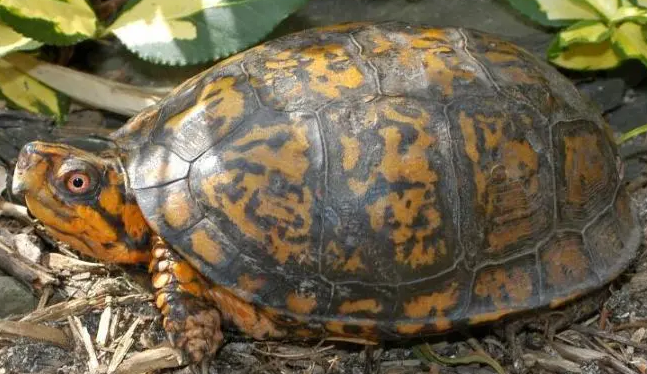 卡罗莱纳箱龟能活多少年？想养的人看过来