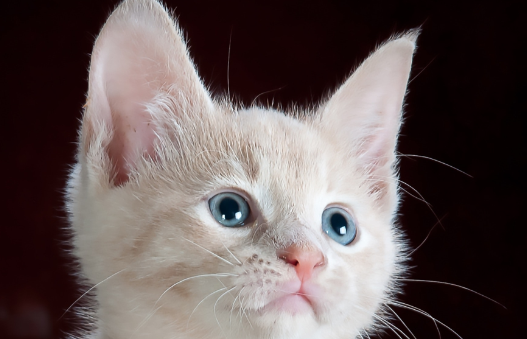 猫咪可以放后备箱多久？宠主必知