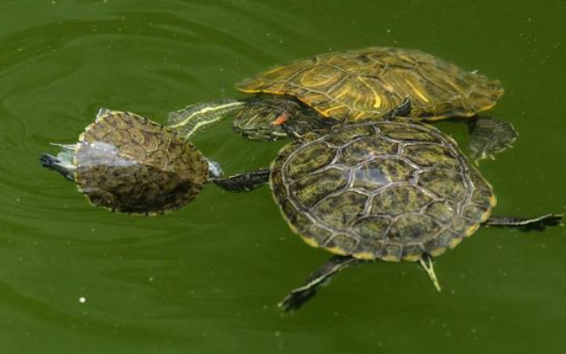 小白看过来,齿缘摄龟吃什么? 小白看过来,齿缘摄龟吃什么?