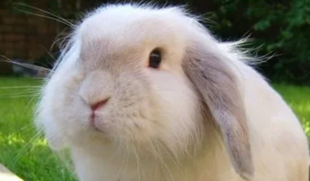 垂耳兔消化不良怎么办？这几招很有效
