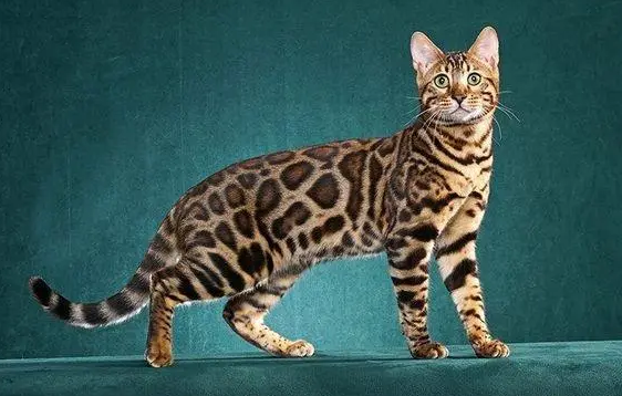 你们说，孟加拉豹猫是哪个国家的？