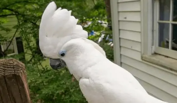 白凤头鹦鹉是什么品种的？来get一下吧