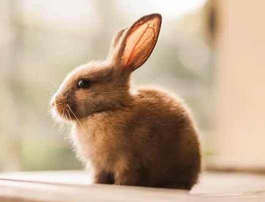 兔子多大认主人？养的人看过来