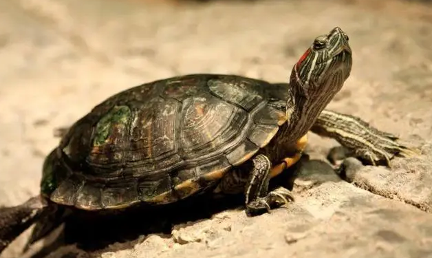 巴西龟能活多久？主人可以来瞧瞧