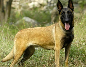 马犬能打猎吗？此文有你想要的答案