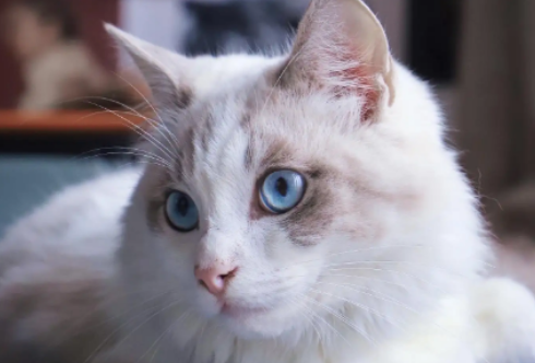 宠物猫还有抓老鼠本事吗？快来看看吧~