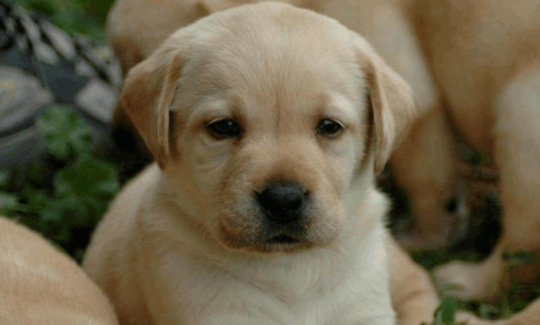 拉布拉多掉毛严重的原因,看完你就知道 拉布拉多掉毛严重的原因,看完你就知道