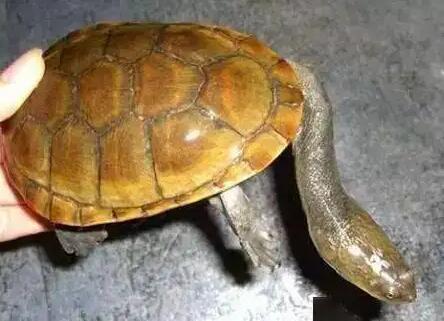 不骗你,巨蛇颈龟冬眠时间真的巨长! 不骗你,巨蛇颈龟冬眠时间真的巨长!