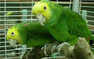 黄冠亚马逊鹦鹉怎么养?看完立即入门! 黄冠亚马逊鹦鹉怎么养?看完立即入门!