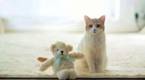 猫咪吃什么可以补充微量元素? 猫咪吃什么可以补充微量元素?