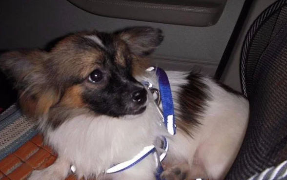 寄养宠物狗需要注意什么？要注意的地方哪些