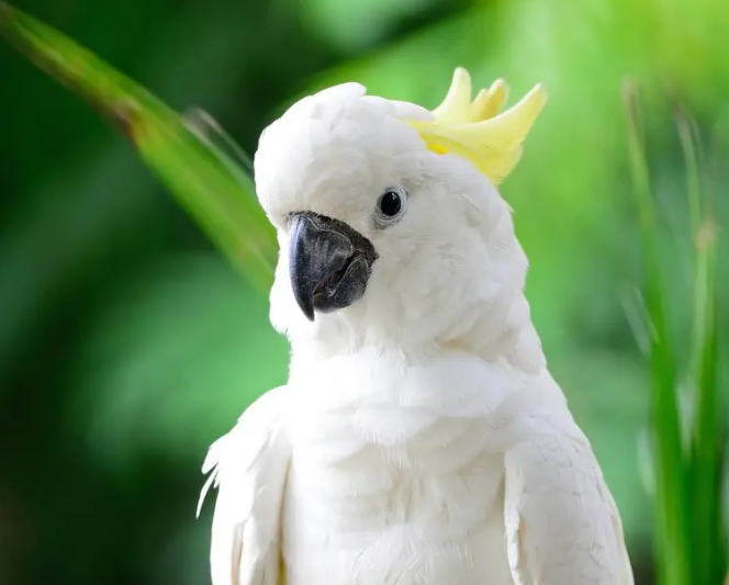 白凤头鹦鹉国内能养吗？不可以的！