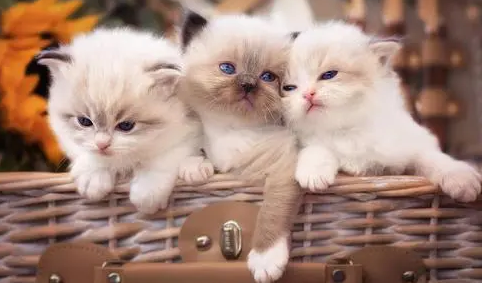 布拉迪益生菌猫咪怎么吃？猫咪吃益生菌有什么作用