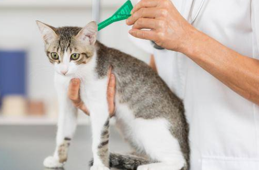 给猫猫驱一次虫要注意什么，小白们快看过来~