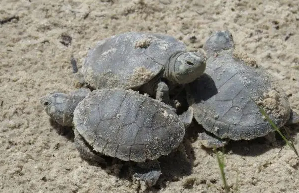 巨型侧颈龟可以冬眠吗？它是不冬眠的