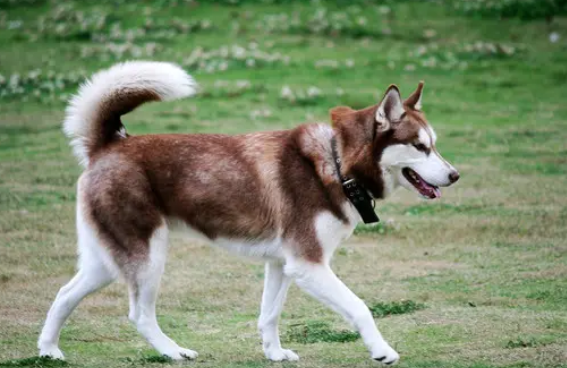 2个月大狗怎么分辨公母？快来学习一下吧~