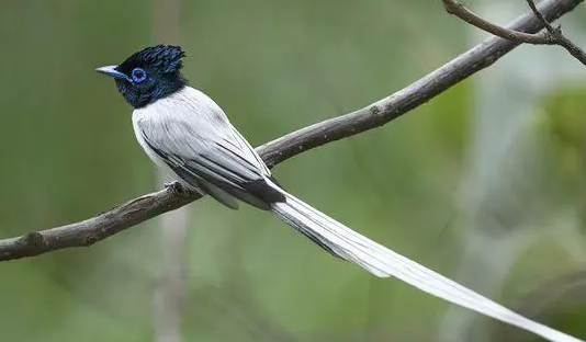 萌宠小知识：寿带鸟是保护动物吗？