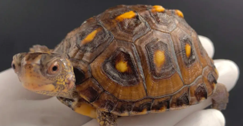 卡罗莱纳箱龟的价格是多少呢？太好奇啦！