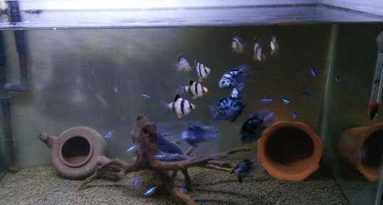 鱼缸的水质就是一个透字，这个鱼缸如果三天不换水就有可能闷缸